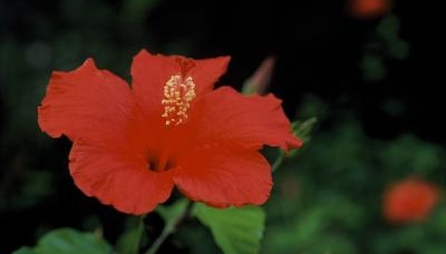 The hardy hibiscus produces large, showy flowers. The hardy hibiscus produces large, showy flowers.