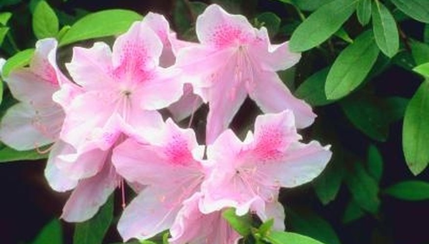 Azaleas offer spring blooms and lush landscape foliage. Azaleas offer spring blooms and lush landscape foliage.