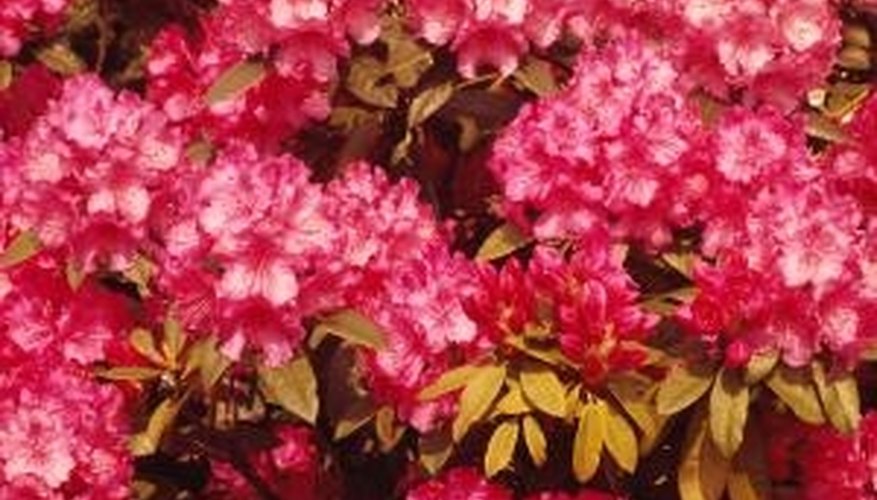 Varieties of rhododendrons grow in USDA hardiness zones 5-9. Varieties of rhododendrons grow in USDA hardiness zones 5-9.