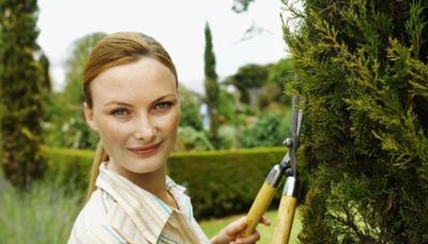 Use hedge trimmers to shape overgrown Leyland cypress plants. Use hedge trimmers to shape overgrown Leyland cypress plants.