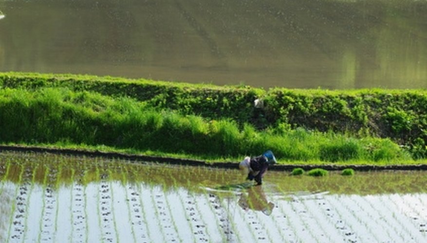 Retaining walls have been used in Asian rice paddies for hundreds of years. Retaining walls have been used in Asian rice paddies for hundreds of years.