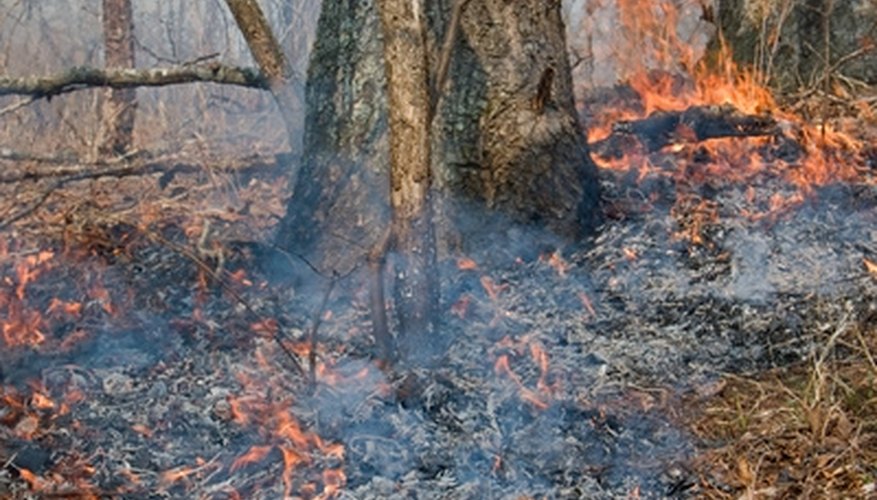 A regular wildfire regime is a hallmark of many savanna ecosystems. A regular wildfire regime is a hallmark of many savanna ecosystems.