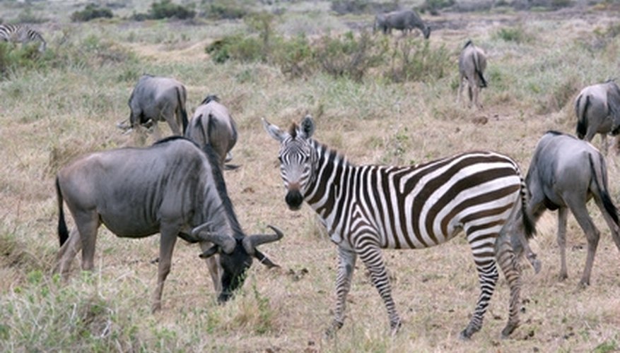 The tropical savannas of Africa often support impressive numbers of grazing ungulates. The tropical savannas of Africa often support impressive numbers of grazing ungulates.