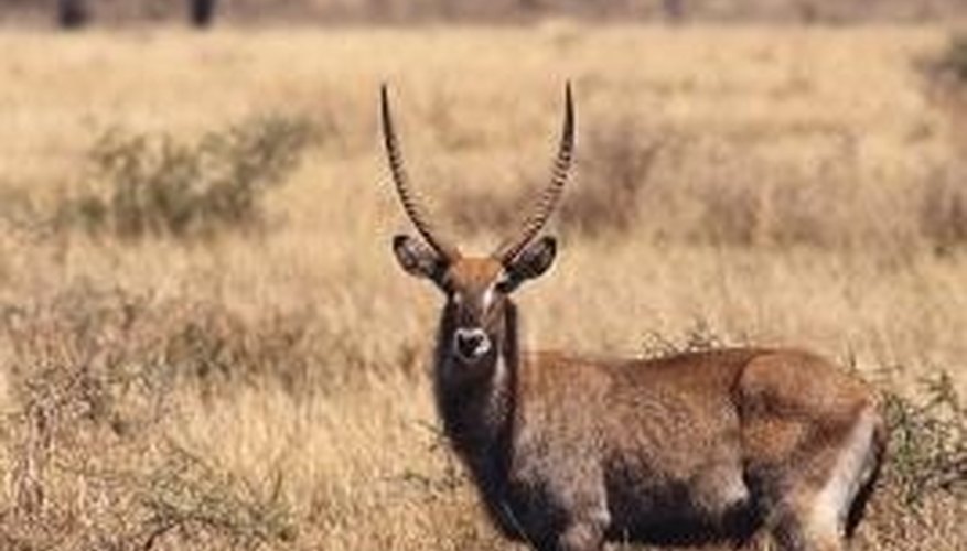 Both temperate and tropical savannas typically exhibit widely spaced trees amid grassland. Both temperate and tropical savannas typically exhibit widely spaced trees amid grassland.