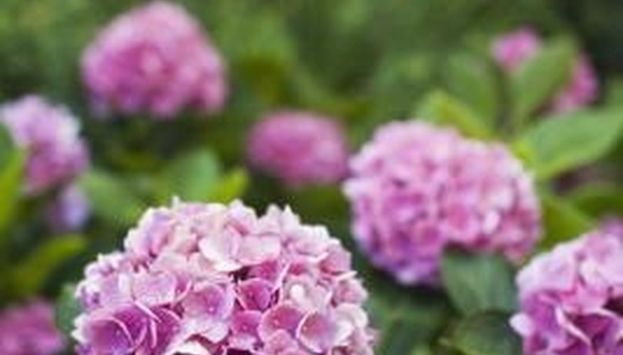 Pink hydrangea flowers Pink hydrangea flowers