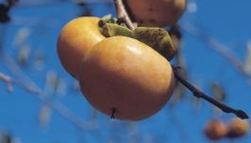 Persimmons have orange fruit with soft, pudding-like texture. Persimmons have orange fruit with soft, pudding-like texture.