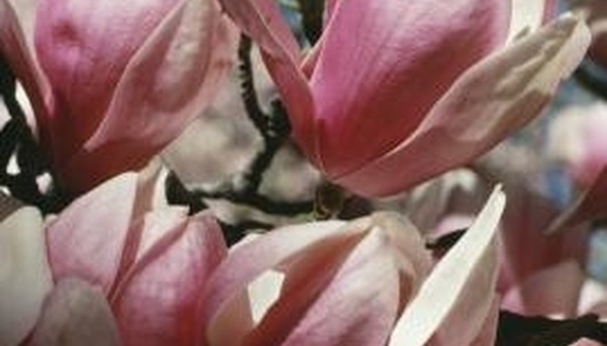 Magnolia flowers come in pink, white or yellow varieties. Magnolia flowers come in pink, white or yellow varieties.