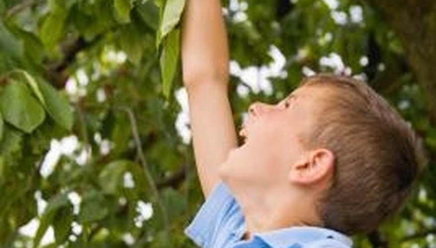 The Barbados cherry requires basic care. The Barbados cherry requires basic care.