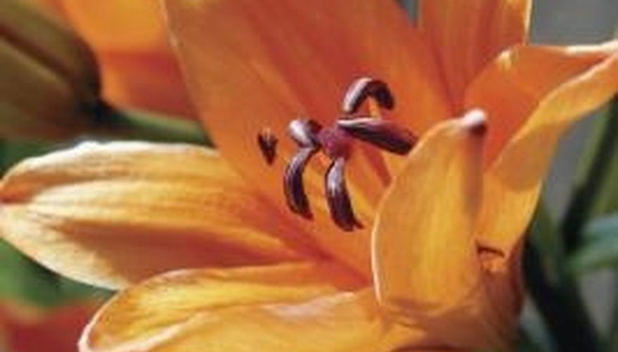 Proper care helps daylilies stay vibrant and attractive. Proper care helps daylilies stay vibrant and attractive.