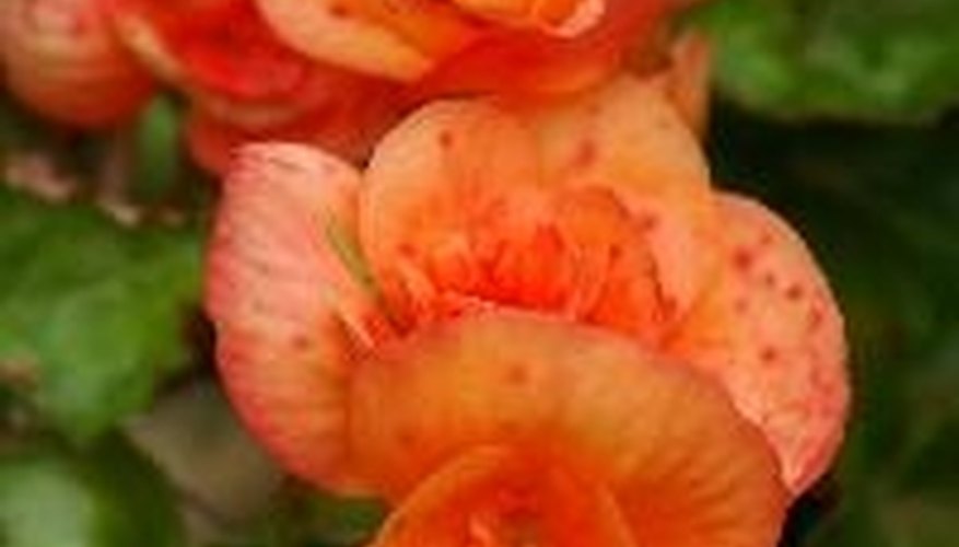 Flowering plants bring a pop of color to shady areas. Flowering plants bring a pop of color to shady areas.