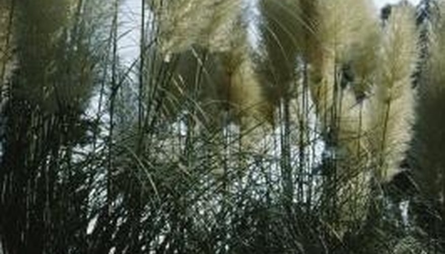 Pampas grass clumps become tall, fibrous and coarse in texture. Pampas grass clumps become tall, fibrous and coarse in texture.