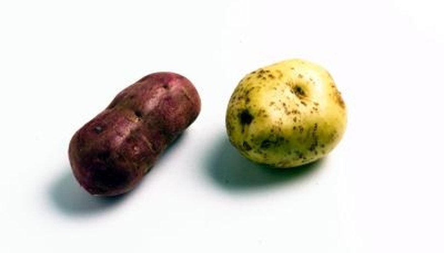 No matter the variety, potatoes grow easily in lower Michigan. No matter the variety, potatoes grow easily in lower Michigan.