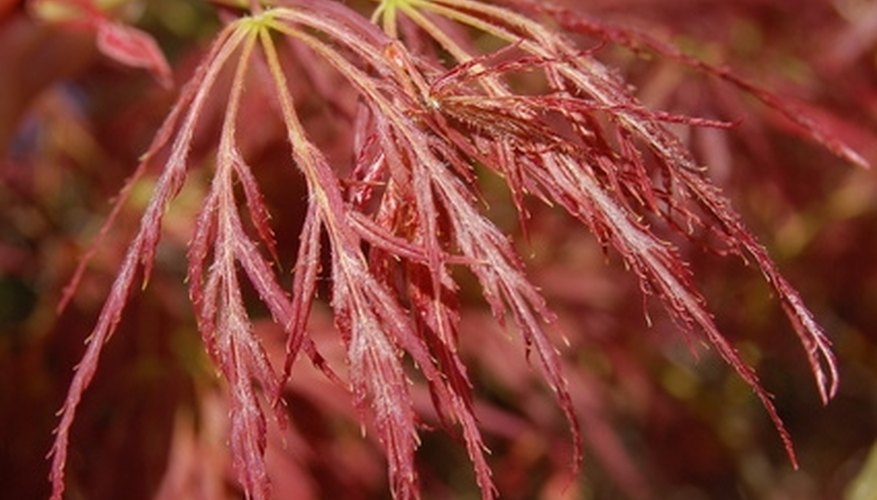 Almost all Japanese maples have deep red leaves. Almost all Japanese maples have deep red leaves.