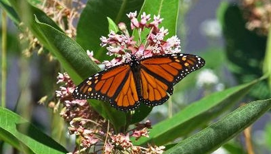 Swamp milkweed attracts butterflies and is a good choice for planting near ponds. Swamp milkweed attracts butterflies and is a good choice for planting near ponds.