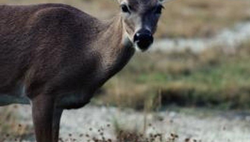 Deer love to dig for shoots, even in flower pots. Deer love to dig for shoots, even in flower pots.