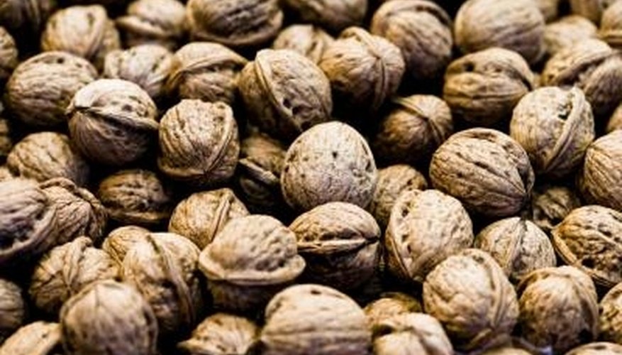 Many walnut tree cultivars take at least 10 years after planting to produce nuts. Many walnut tree cultivars take at least 10 years after planting to produce nuts.