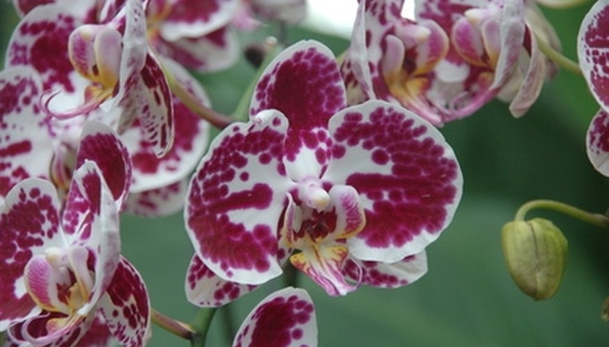 A phalaenopsis orchid hybrid, found in many stores and very popular for its lengthy bloom time A phalaenopsis orchid hybrid, found in many stores and very popular for its lengthy bloom time