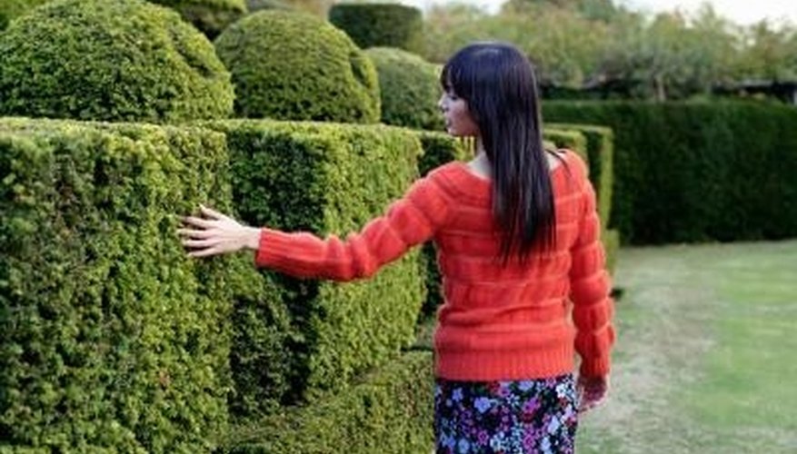 Boxwood topiaries are often found in formal gardens. Boxwood topiaries are often found in formal gardens.