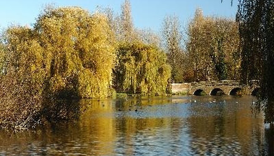 Weeping willows thrive near water. Weeping willows thrive near water.