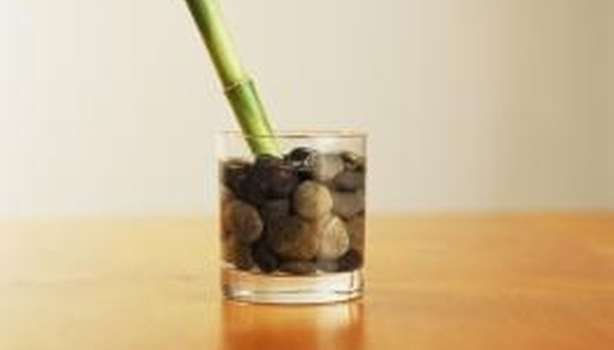 Use dilluted housplant food on lucky bamboo. Use dilluted housplant food on lucky bamboo.