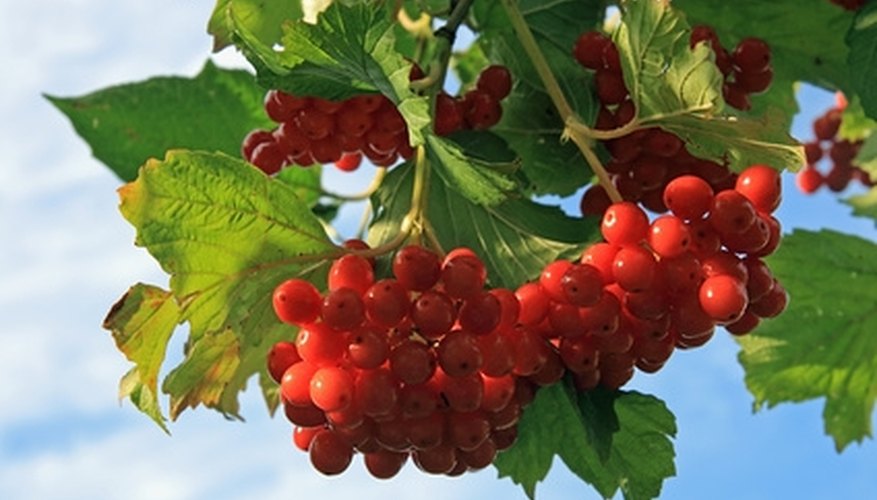 Wright viburnums tolerate shade and feature clusters of red berries. Wright viburnums tolerate shade and feature clusters of red berries.