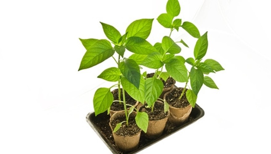 Sterile soil keeps seedlings healthy. Sterile soil keeps seedlings healthy.