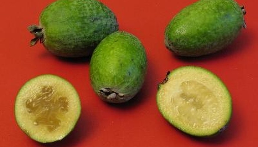 Feijoas are among the most cold-hardy tropical fruits. Feijoas are among the most cold-hardy tropical fruits.