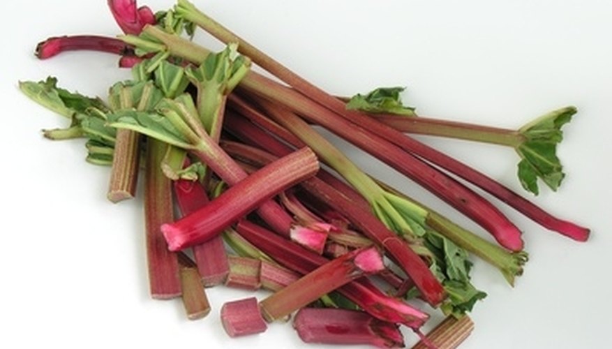 Rhubarb is a hardy, cool season perennial. Rhubarb is a hardy, cool season perennial.