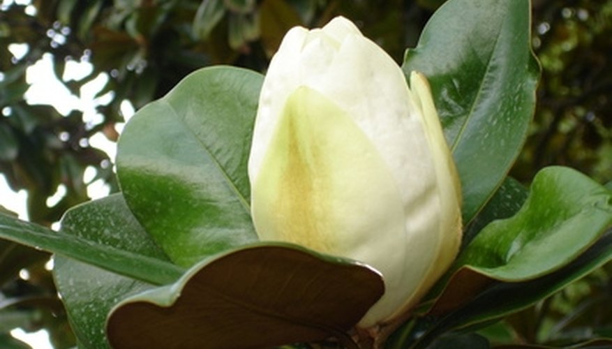 Southern magnolia is a broadleaf evergreen. Southern magnolia is a broadleaf evergreen.