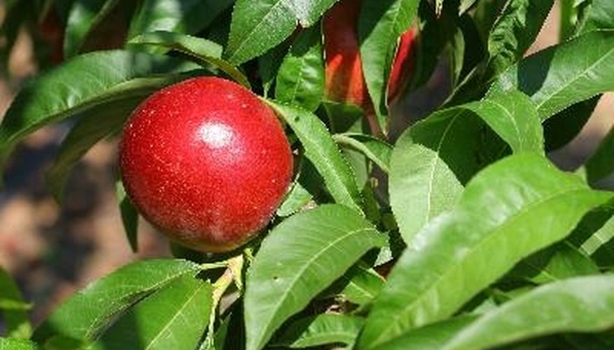 Nectarines are genetically related to peaches, but have no fuzz. Nectarines are genetically related to peaches, but have no fuzz.