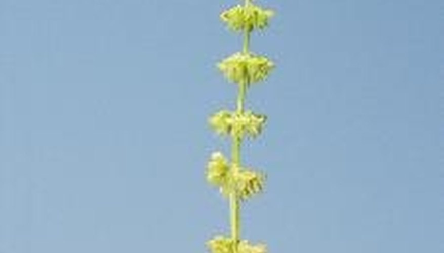 Kitchen gardeners usually trim the flower heads off basil as soon as they appear. Kitchen gardeners usually trim the flower heads off basil as soon as they appear.
