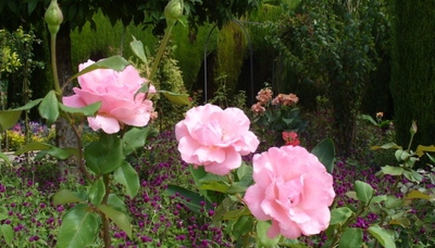 Take care of your roses and they will reward you with beautiful blooms. Take care of your roses and they will reward you with beautiful blooms.