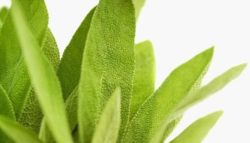 Sage foliage is dark green or grayish green on the surface with lighter green undersides. Sage foliage is dark green or grayish green on the surface with lighter green undersides.
