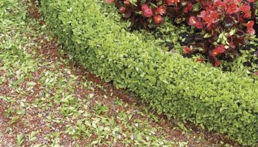 Boxwood bushes often are used as hedges and are susceptible to insect infestation. Boxwood bushes often are used as hedges and are susceptible to insect infestation.
