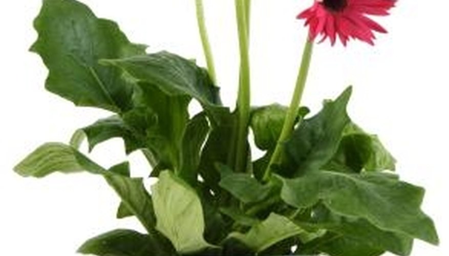 Don't let ants take over your plants. Don't let ants take over your plants.
