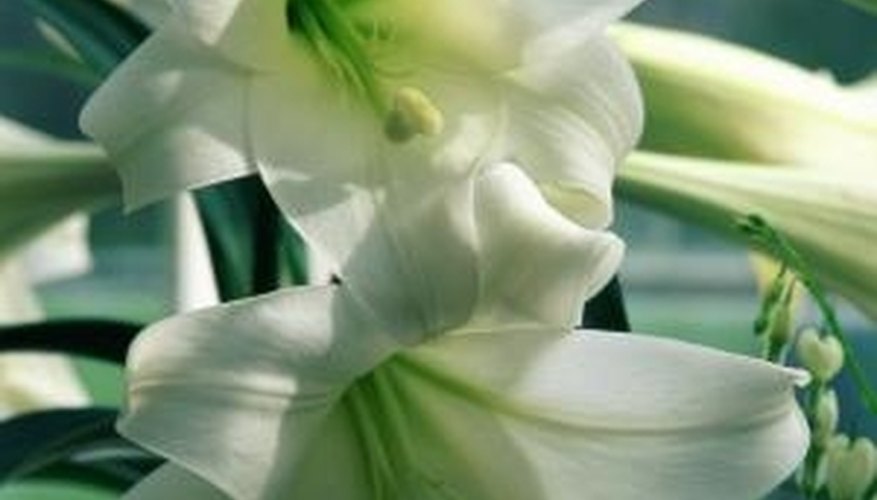 Transplanting Easter lilies allows you to enjoy them every year. Transplanting Easter lilies allows you to enjoy them every year.