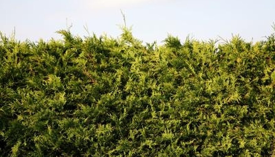 The spruce spider mite favors juniper shrubs and hedges. The spruce spider mite favors juniper shrubs and hedges.