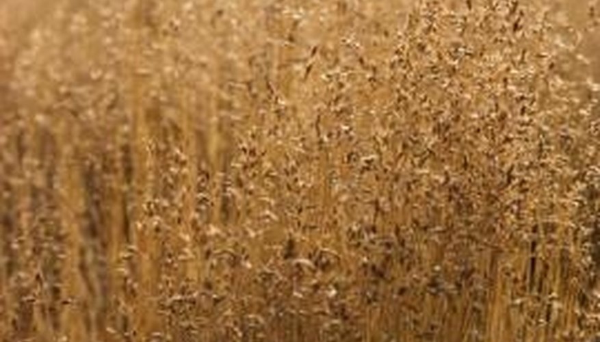 Grass is the predominant flora of prairies. Grass is the predominant flora of prairies.