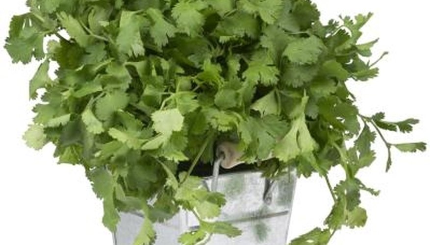 Cilantro is a great herb to have readily available. Cilantro is a great herb to have readily available.