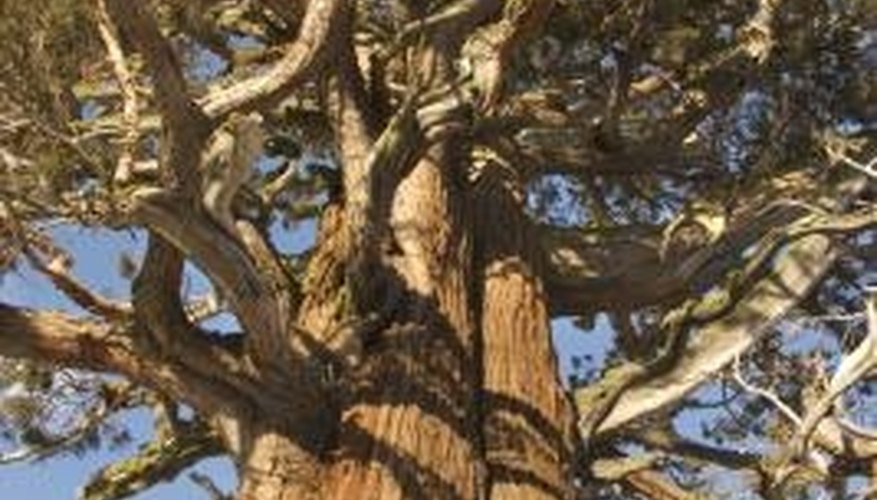 The long-lived ponderosa pine's thick bark enables the tree to resist forest fires. The long-lived ponderosa pine's thick bark enables the tree to resist forest fires.