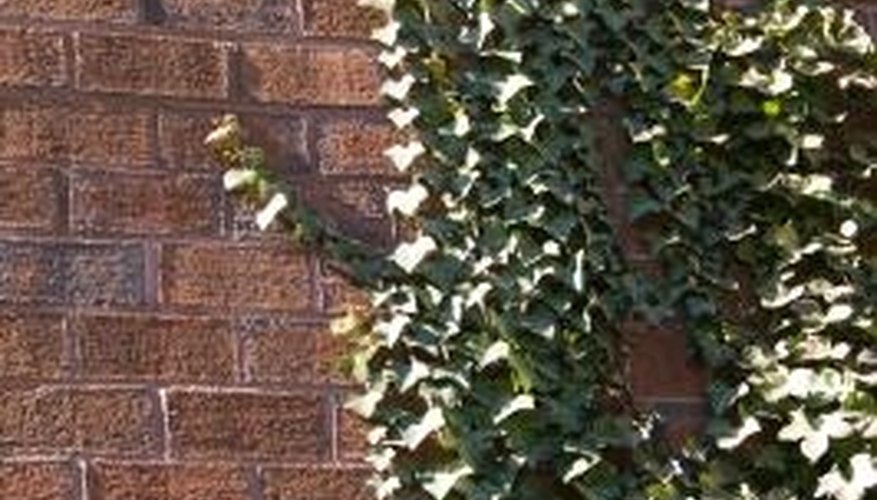 Creeping fig is beautiful, but it can damage brick. Creeping fig is beautiful, but it can damage brick.
