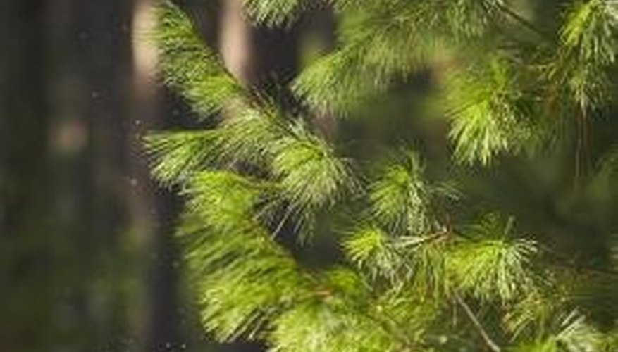 Most pine species prefer full sun. Most pine species prefer full sun.