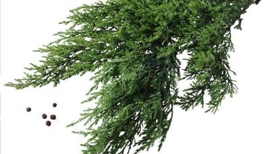 The distinct looking leaves of a juniper plant. The distinct looking leaves of a juniper plant.