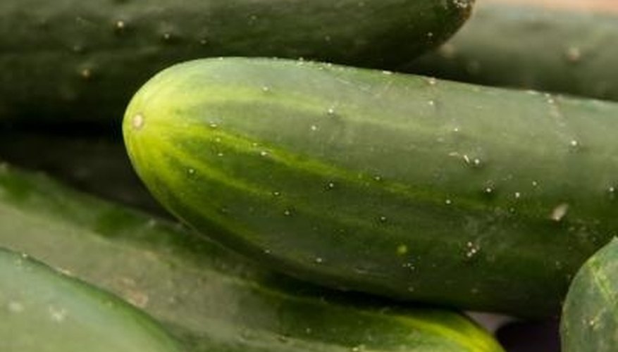 Burpless cucumbers are considered easy to grow. Burpless cucumbers are considered easy to grow.