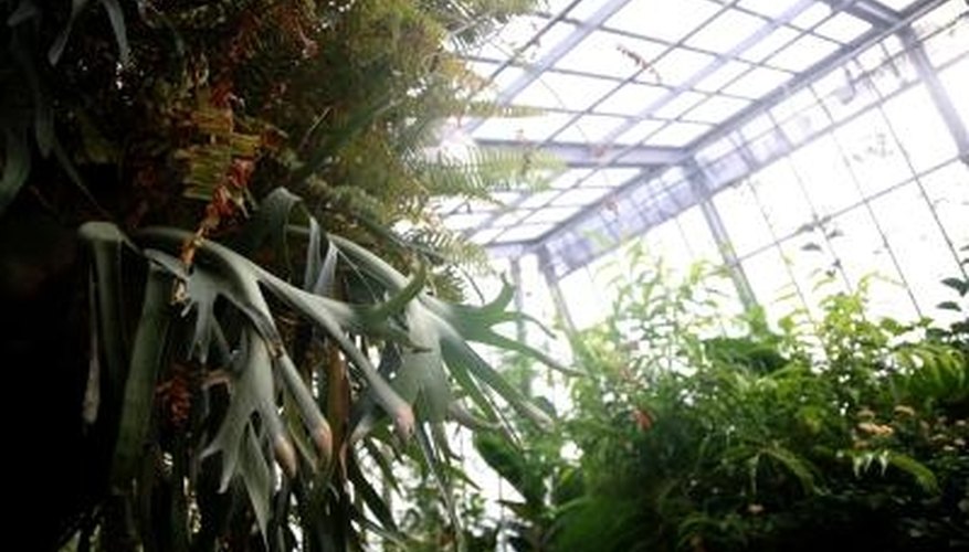 Temprature control in a greenhouse is essential for the health of its plants. Temprature control in a greenhouse is essential for the health of its plants.