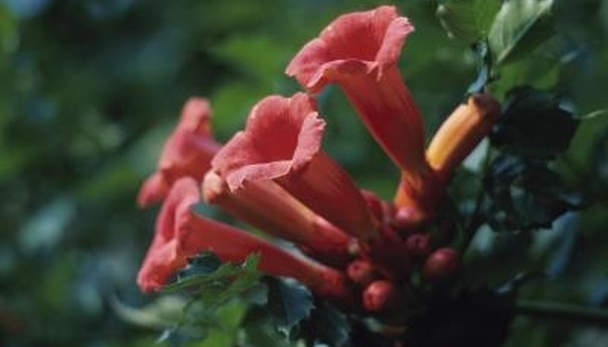 Campsis radicans bloom in summer. Campsis radicans bloom in summer.