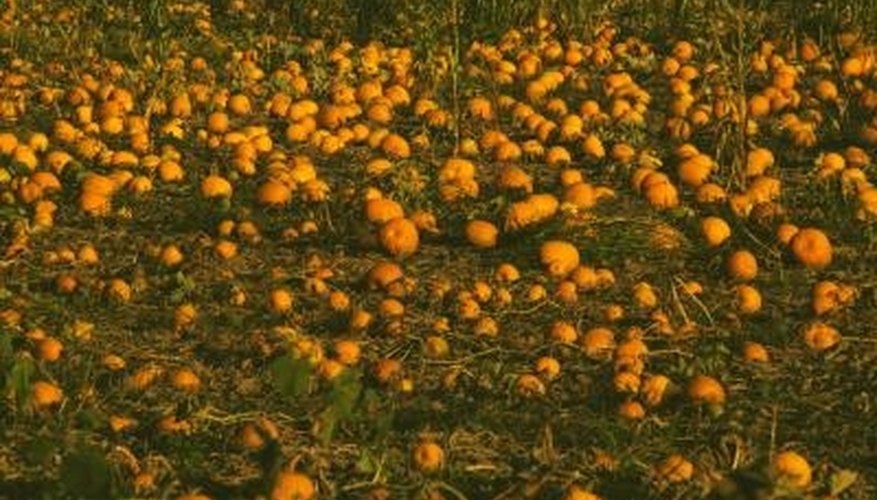 Squash can be planted for summer or fall. Squash can be planted for summer or fall.