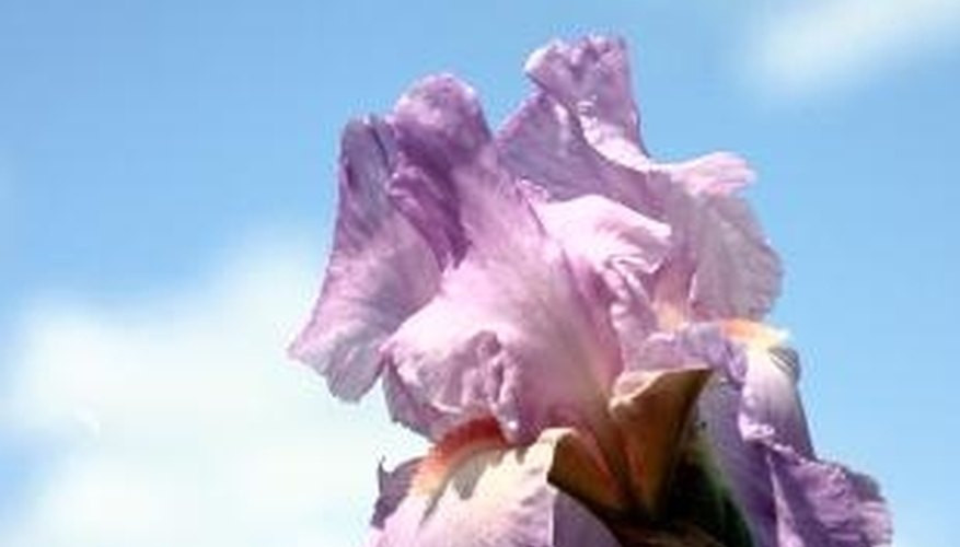 Seeds from hybrid iris varieties do not grow true to the parent plant. Seeds from hybrid iris varieties do not grow true to the parent plant.
