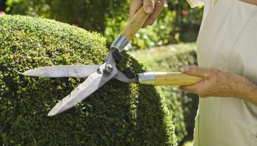 Garden shears are an appropriate tool for pruning a fire bush. Garden shears are an appropriate tool for pruning a fire bush.