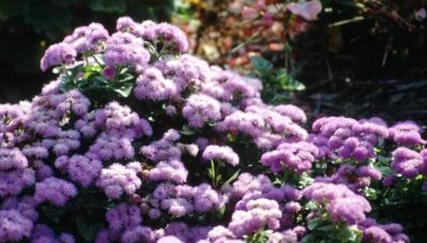 Because of its fluffy blooms, ageratum is also known as flossflower. Because of its fluffy blooms, ageratum is also known as flossflower.